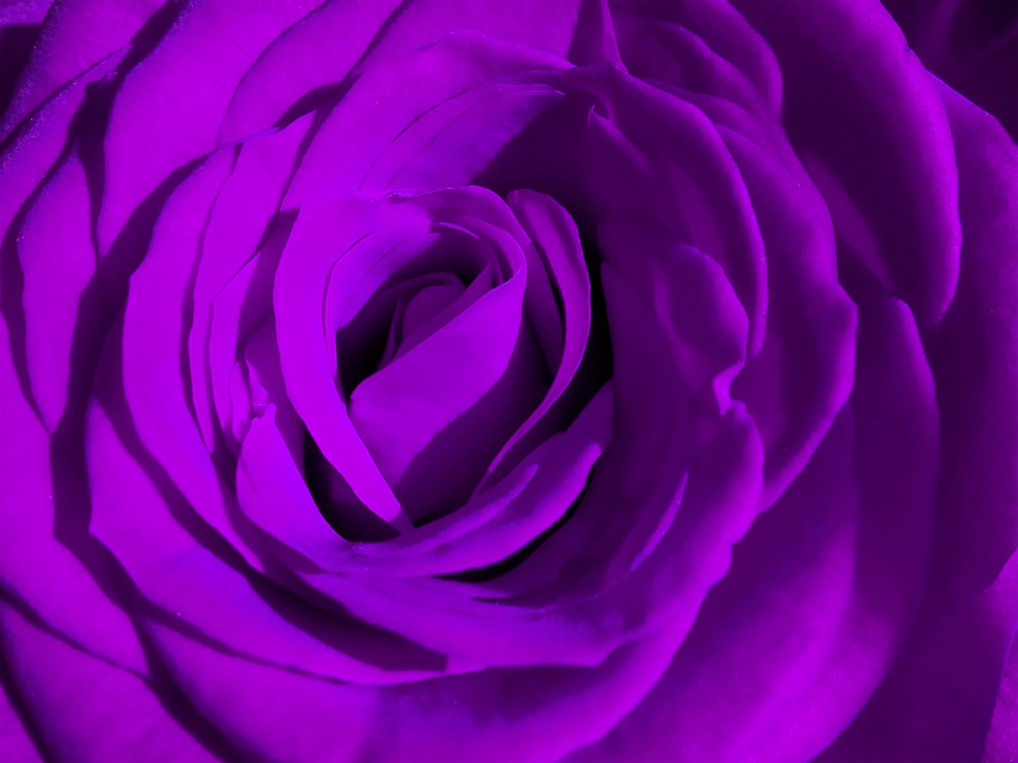BLOOM