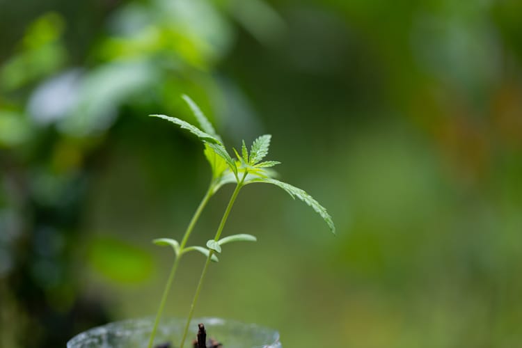 BEYOND LICENSING: HOW TO LAUNCH A CANNABIS BUSINESS
