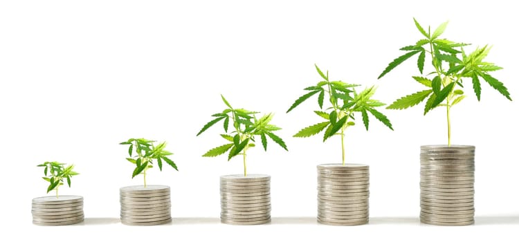 LOVE, CARE & MONEY IN CANNABIS
