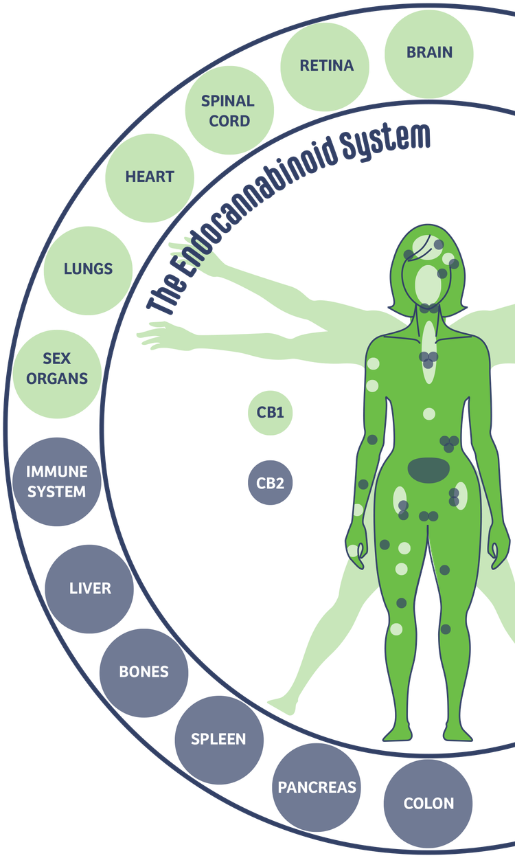 PAIN: Is Cannabis in Your Toolkit?