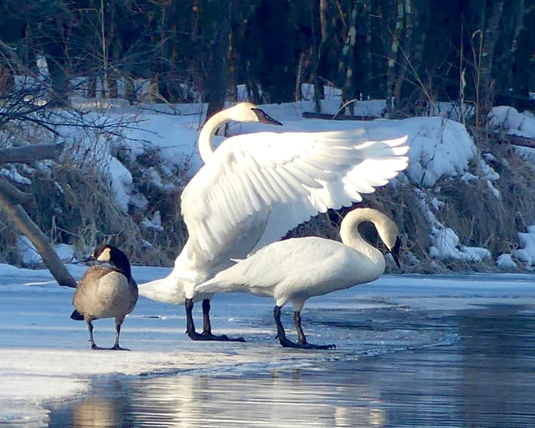 In Search of The Creative Jean