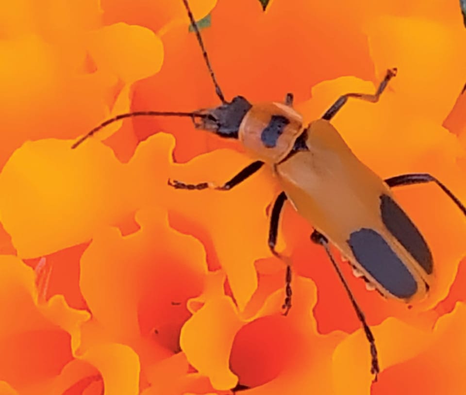 Backyard Autoflowers