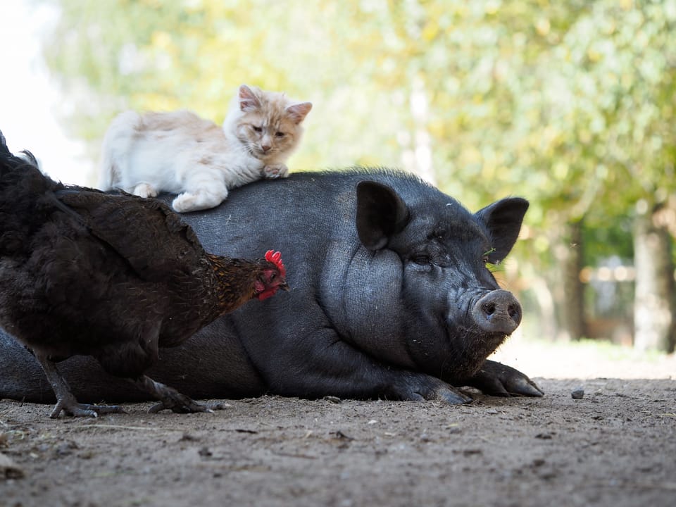 Finding Hope & Healing In Love